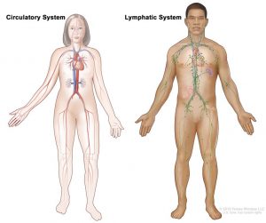 Lymphatics System